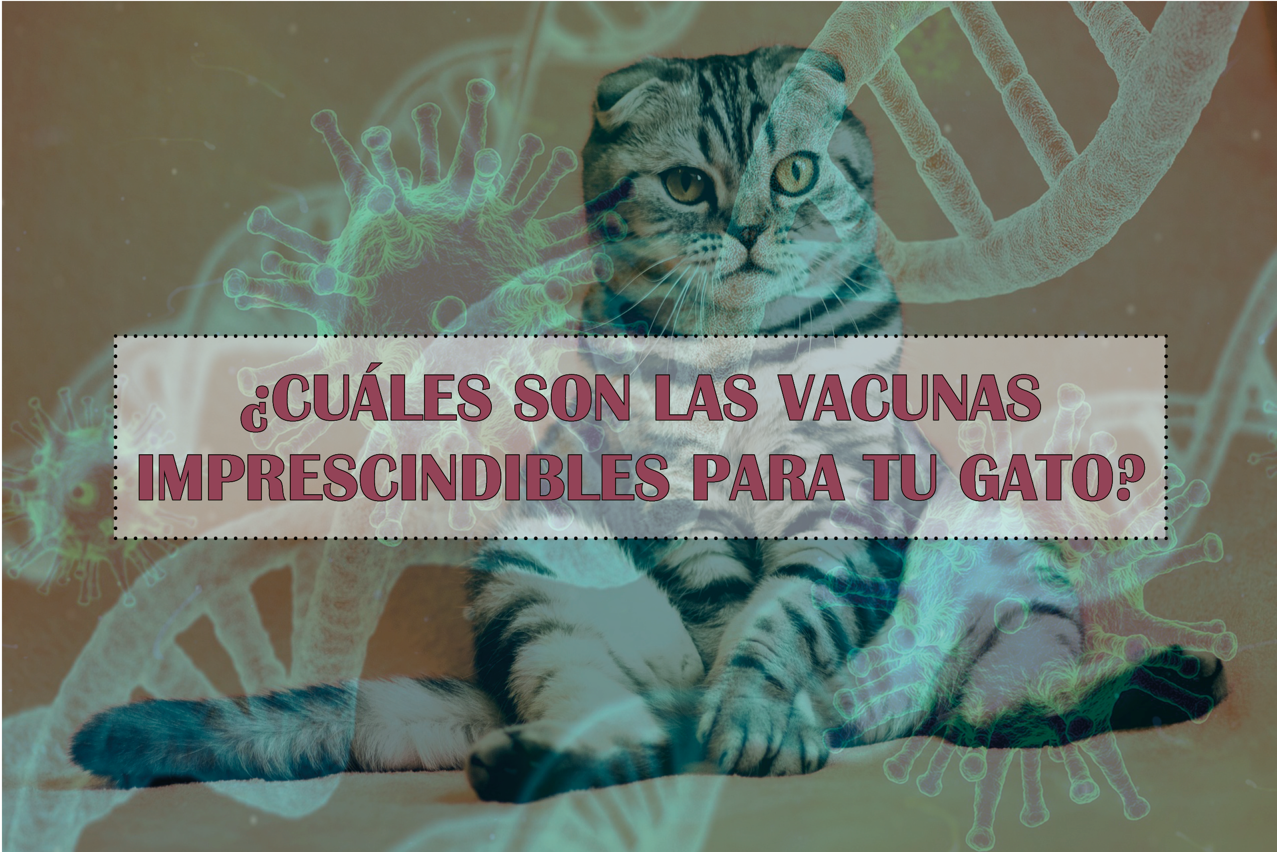 vacunas gatos