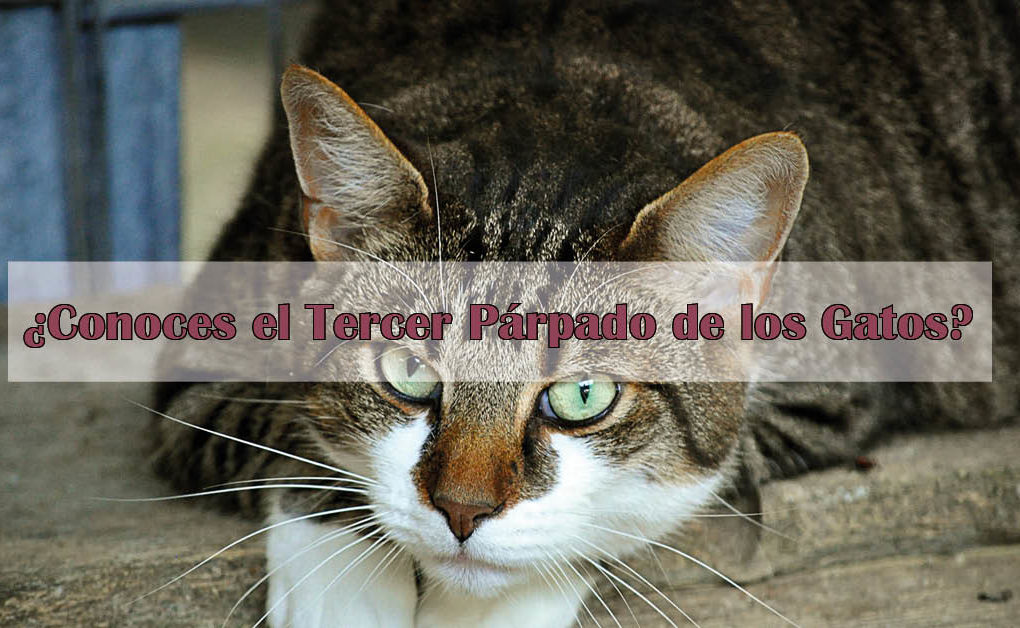 tercer párpado de los gatos