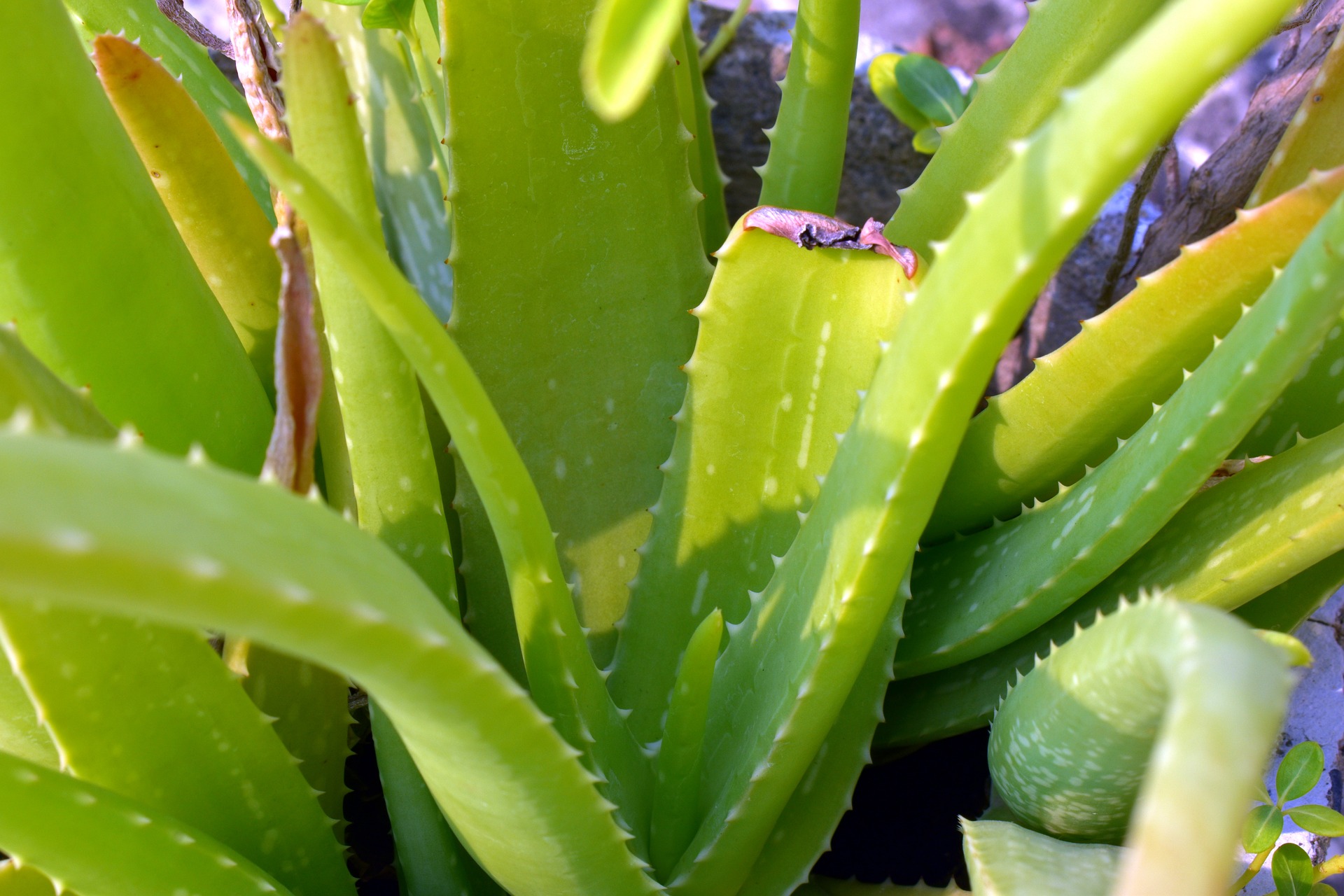 plantas que no debe comer las mascotas
