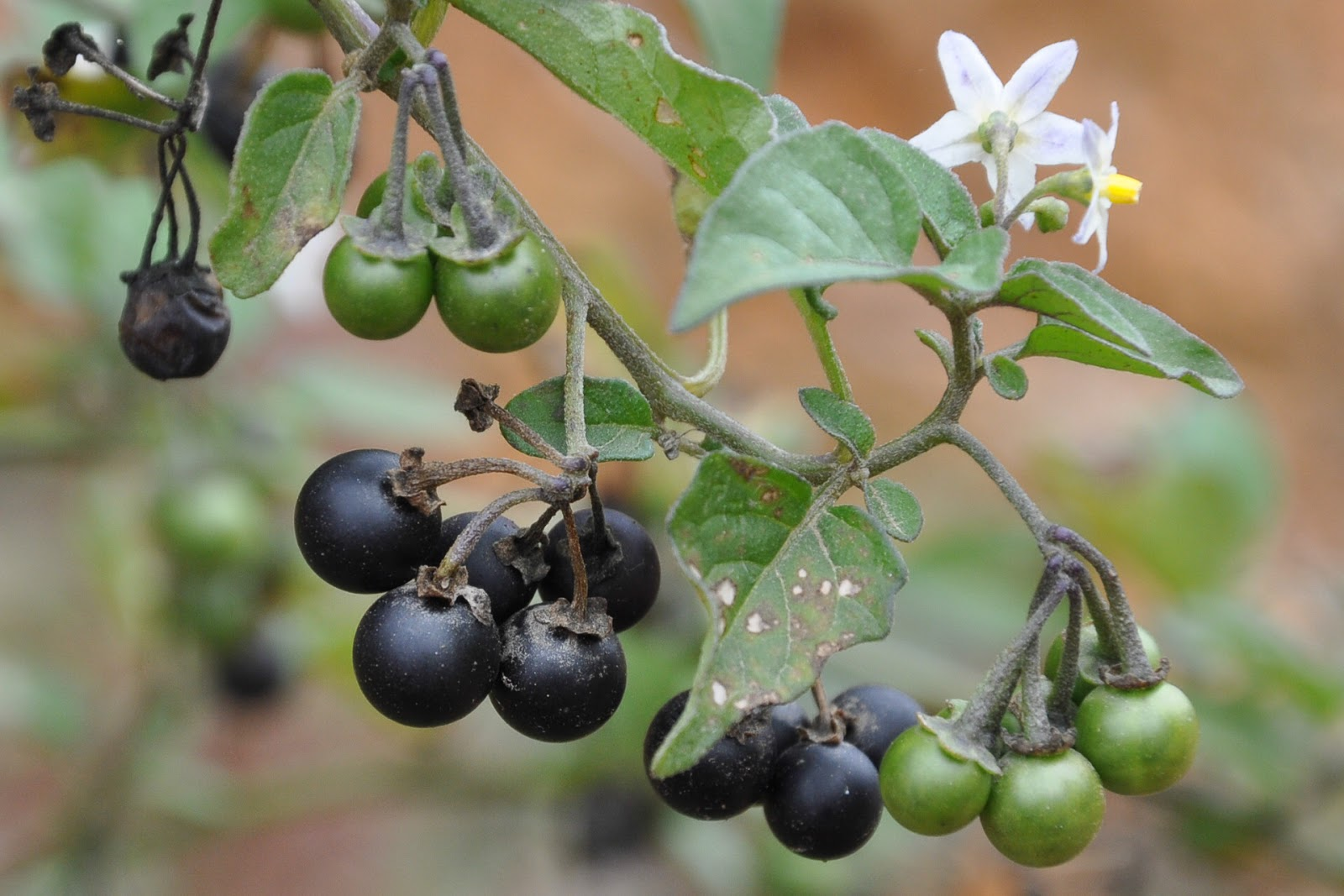 plantas que no debe comer las mascotas