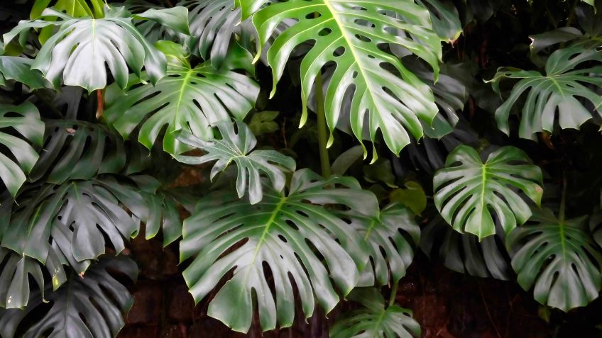 plantas que no debe comer las mascotas