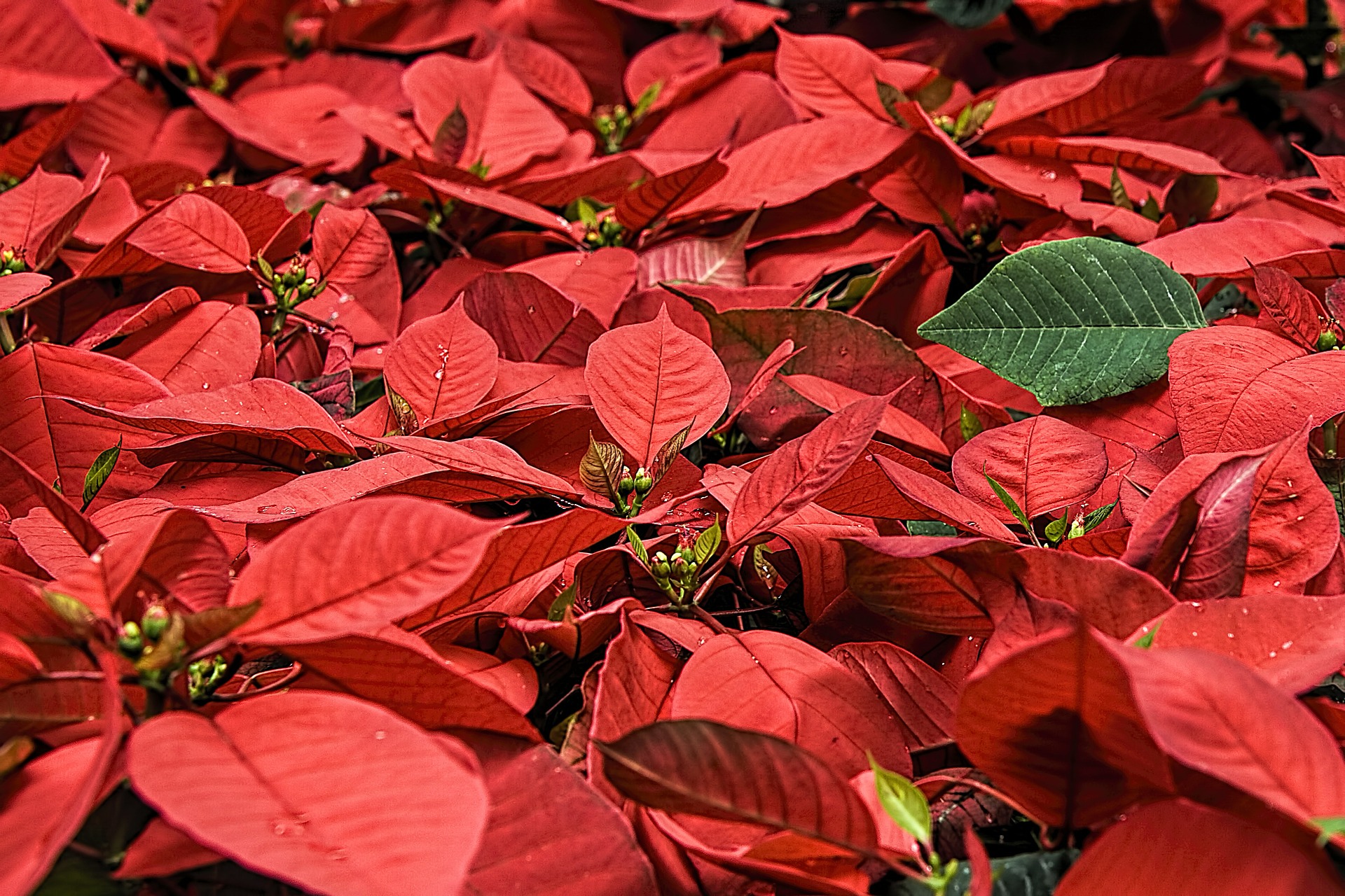 plantas que no debe comer las mascotas