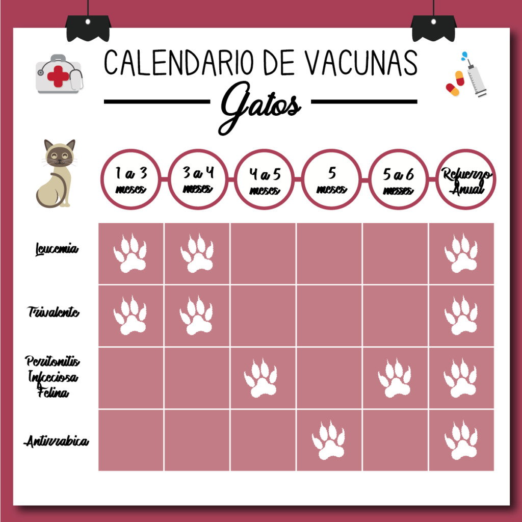 calendario vacunas gatos