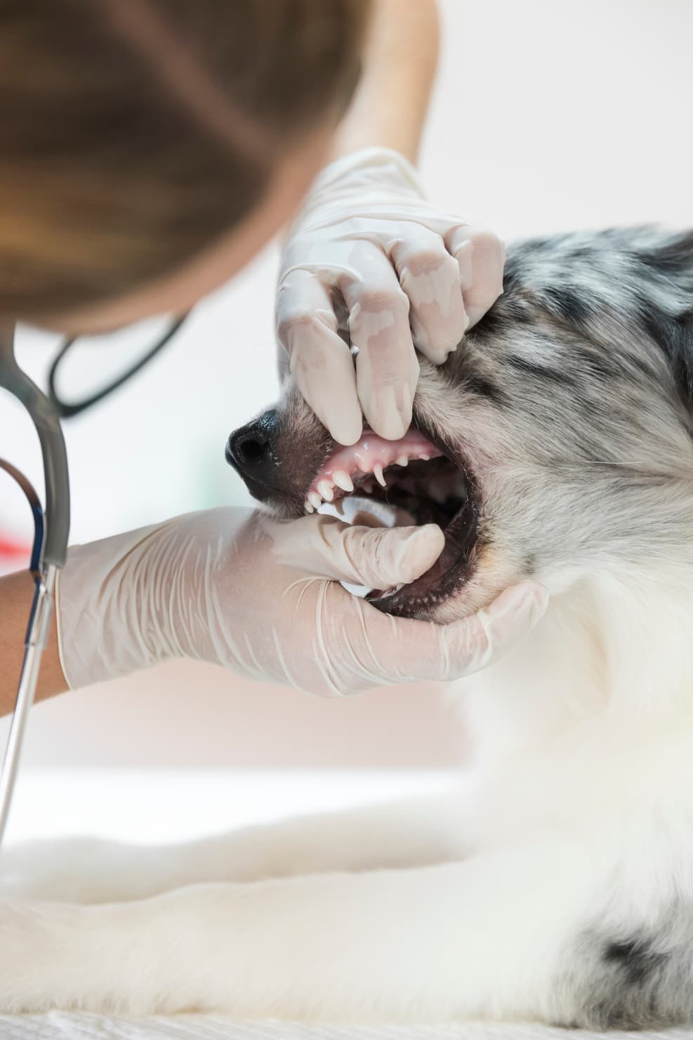 cirugía odontológica mascotas Zaragoza